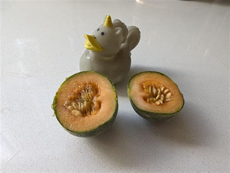 Behold my cantaloupe. Bonus cucumber melon(?) : r/MightyHarvest