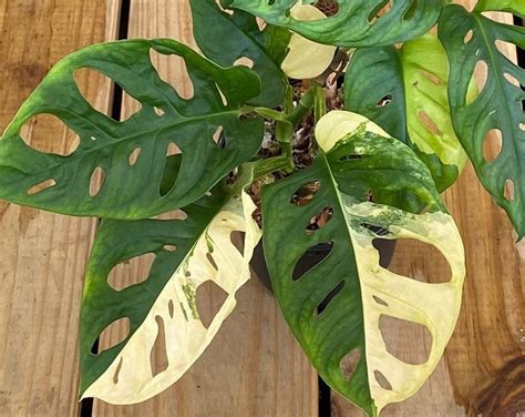 Japanese Tricolor Variegated Monstera Adansonii Leaf And Rooted Node