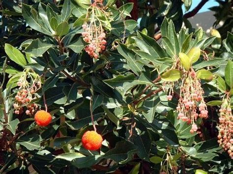 Plantfiles Pictures Arbutus Species Killarney Strawberry Tree