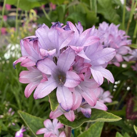 Campanula Glomerata Caroline Radacina Planterra Ro Viata Pe Verde