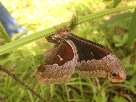 Tulip Tree Silk Moth Callosamia Angulifera 21 Jun 2014 P Flickr