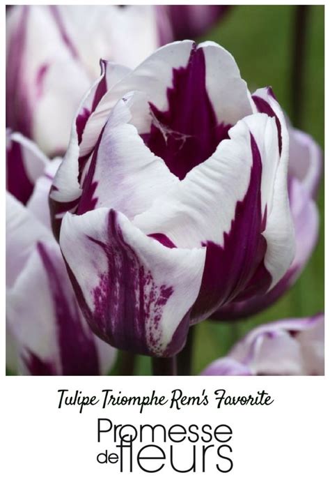 Tulipe Triomphe Rem S Favorite Id Es De Jardin Fleur Bulbes De