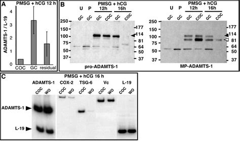 Expression Of Adamts Mrna And Abundance Of Pro And Mature Adamts