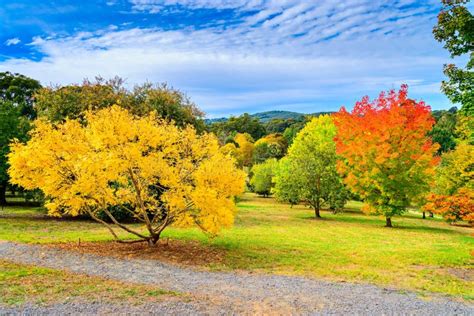 Australian Autumn in Mount Lofty, Adelaide Hills Stock Photo - Image of lofty, green: 124694472