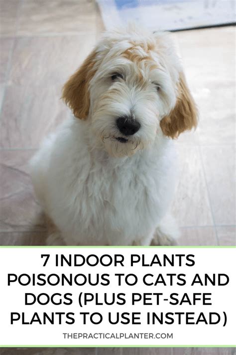 7 Indoor Plants Poisonous to Cats and Dogs (Plus Pet-Safe Plants to Use Instead) - The Practical ...