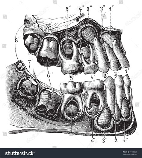 Human Teeth Anatomy Child Vintage Illustration Stock Vector (Royalty Free) 99185891 | Shutterstock