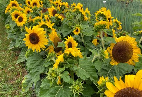 Best Dwarf Sunflowers For Pots Tubs And Smaller Gardens