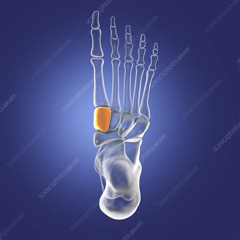 Medial cuneiform bone, illustration - Stock Image - F036/8593 - Science ...