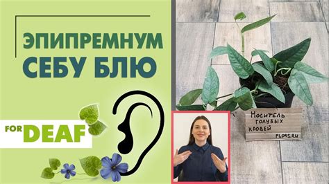 Эпипремнум Себу Блю { СУРДОПЕРЕВОД } неприхотливая лиана с голубоватыми ...