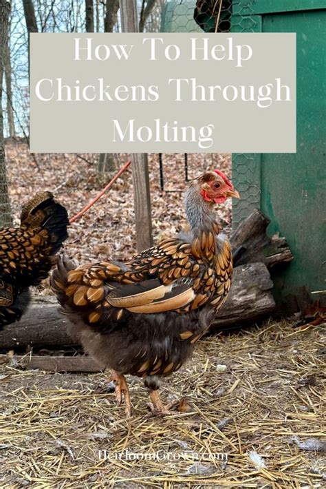 How To Help Chickens Through Molting Heirloom Grown