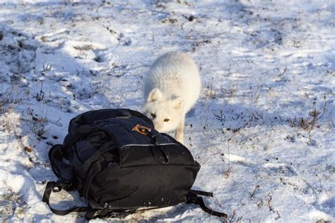 Raposa Do Rtico Vulpes Lagopus Na Tundra Wilde Mochila De