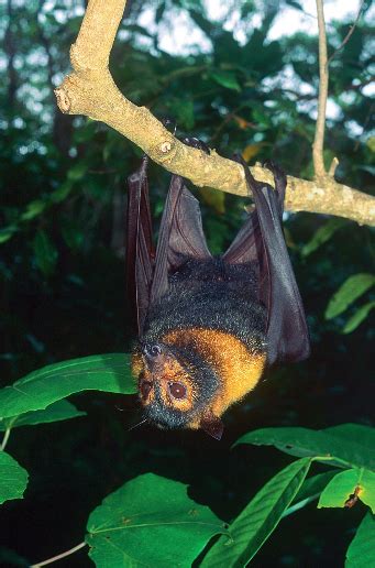 Bats | Wet Tropics Management Authority