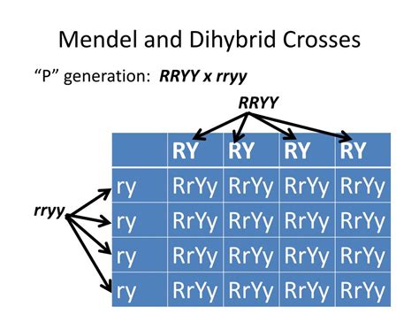 Ppt Monohybrid Dihybrid Crosses Powerpoint Presentation Free