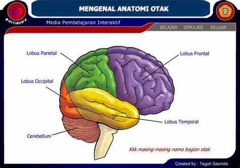 mengenal anatomi tubuh manusia otak multimedia pembelajaran