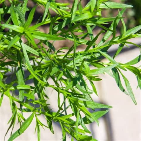 CHUXAY GARDEN 40 Seeds Artemisia Dracunculus French TarragonBiting