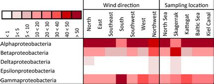 Taxonomic classification of Proteobacteria reads grouped in wind ...