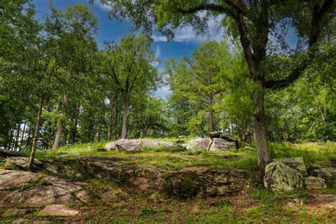 A Lush Green Hillside In The Forest Covered With Grass And Plants