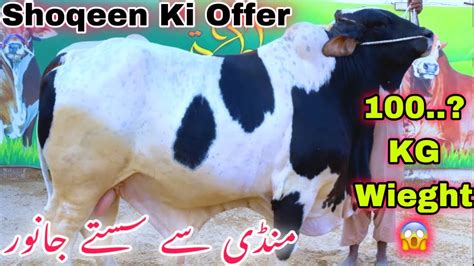 Shoqeen Ki Offer Mandi Se Sasta Qurbani Ka Janwer Lakh