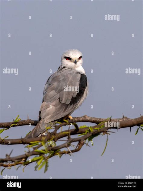 Black Winged Kite Elanus Caeruleus Also Known As The Black