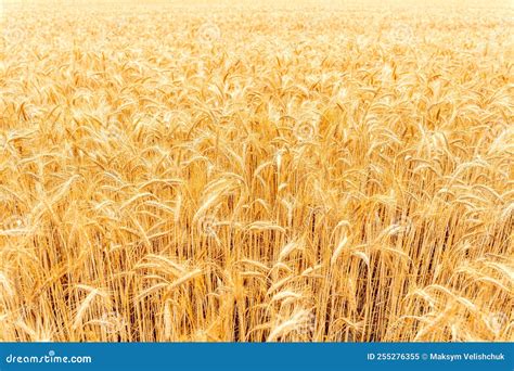young wheat plant field  golden sunset landscape background yellow