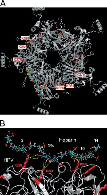 Computer Simulation Of Heparin Docking To The Hpv16 L1 Capsomere A