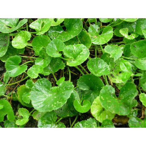 Centella Asiatica Indian Pennywort Asiatic Pennywort Gotukola