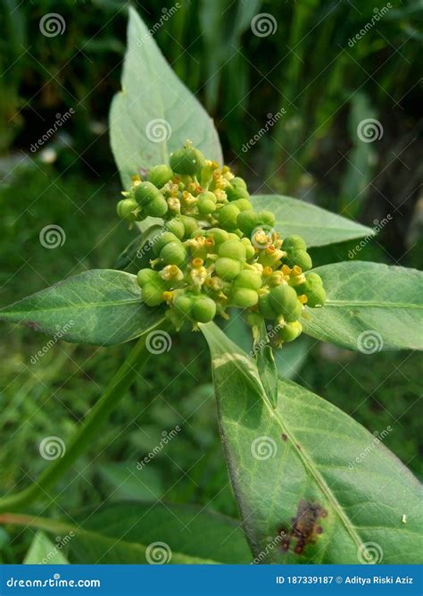 Euphorbia Heterophylla También Conocido Como Quimera Pintada Euphorbia