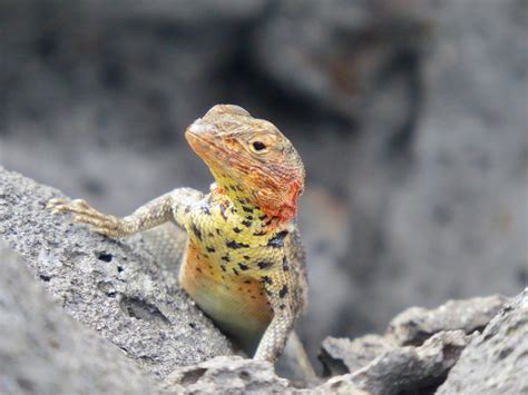 L Zard Galapagos Reptile Photo Gratuite Sur Pixabay Pixabay