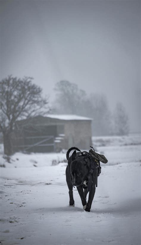 A Dog on a Leash · Free Stock Photo