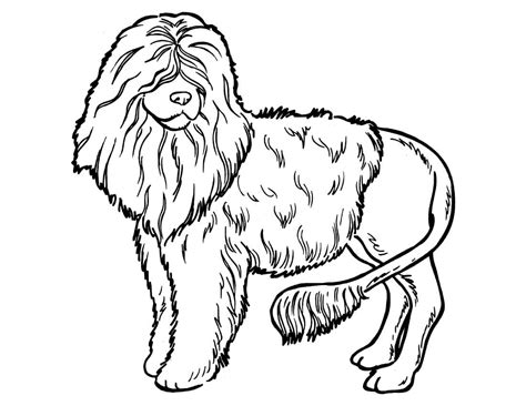 Poodle Dog Coloring Page Free Printable Coloring Pages