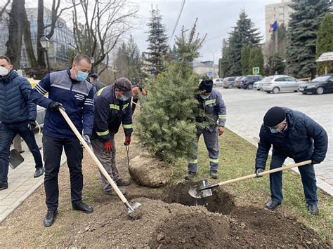 Harșovschi face apel la suceveni să permită Primăriei toaletarea sau