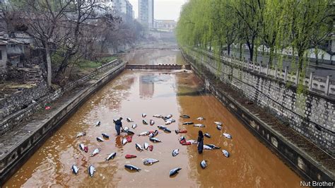 creative ways chinese activists protest pollution