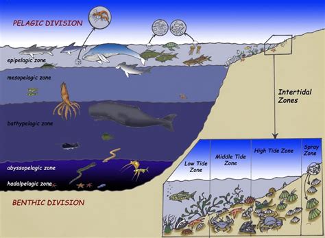 Diagram Layers Of The Ocean