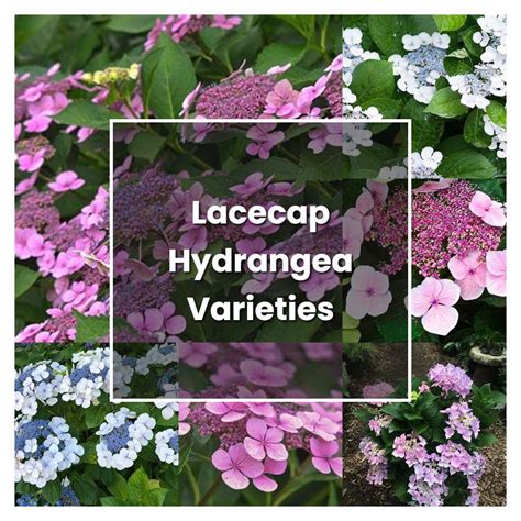 How to Grow Lacecap Hydrangea Varieties - Plant Care & Tips ...