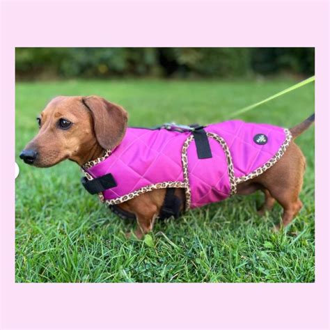 10 Best Dachshund Winter Coats! - Sweet Daisy Dachshund