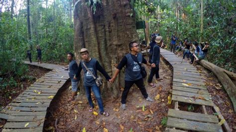 Tertua Di Dunia Pohon Ulin Berusia Ribuan Tahun Ada Di Taman Nasional