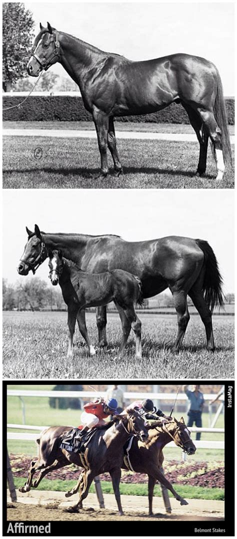 The 1978 Triple Crown Winner Affirmed His Sire Exclusive Native Top