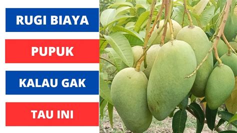 Cara Mangga Cepat Berbuah Youtube