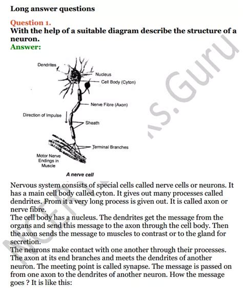 Selina Concise Biology Class Icse Solutions Chapter Nervous System