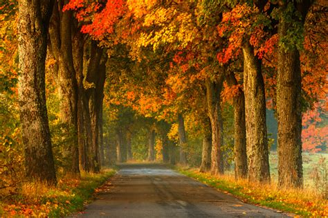 Winding Country Road In Autumn Stock Photo - Download Image Now - iStock