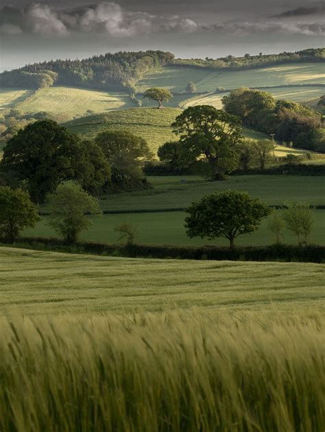 sawah padi in english - Simon Burgess