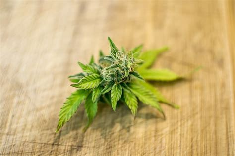 A Comprehensive Guide To Cannabis Indica Vs Cannabis Sativa