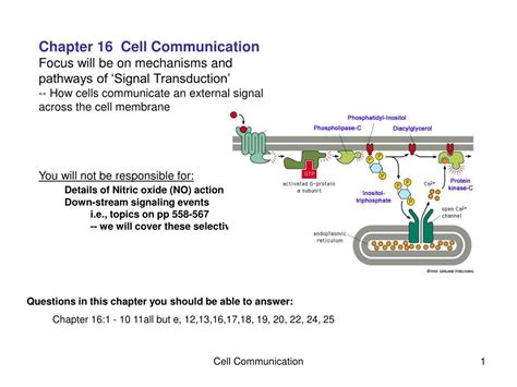 Ppt Chapter Cell Communication Focus Will Be On Mechanisms And