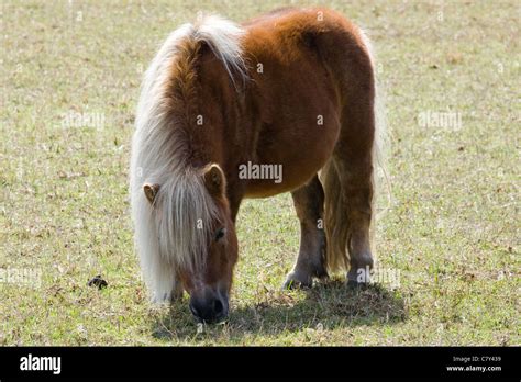 Equus Ferus Caballus Shetland Pony Grazing Stock Photo Alamy