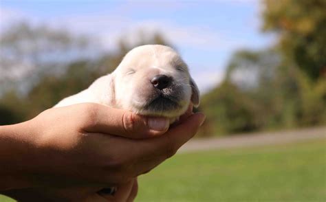Beautiful AKC English Cream Litter from Dorrie and Teddy - Windy Knoll Golden Retrievers
