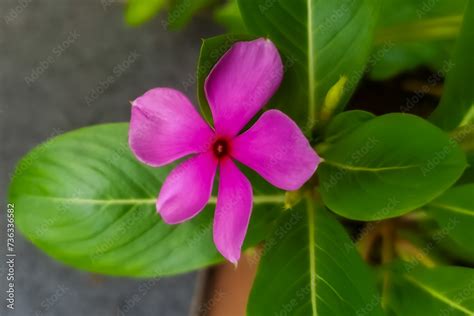 Tapak Dara Catharanthus Roseus Don Is An Annual Shrub Native To