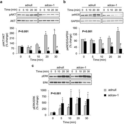 Caveolin Cav Expression Alters Insulin Cellular Signaling Cav