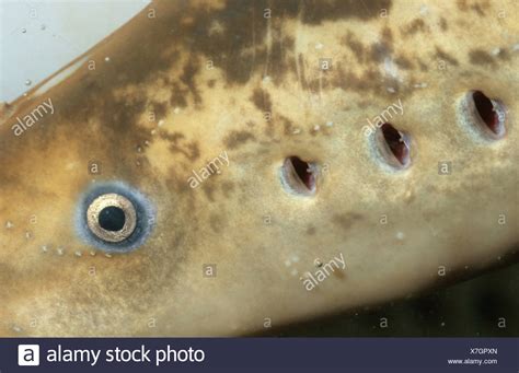 Sea Lamprey Petromyzon Marinus High Resolution Stock Photography And