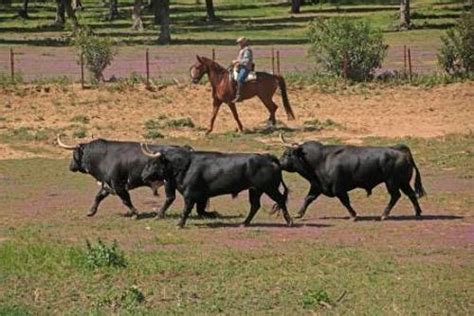 El Toro De Lidia Bull Watch Cadiz