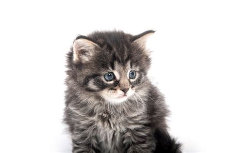 Retrato Del Gatito Lindo Del Gato Atigrado En Blanco Foto De Archivo